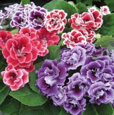 Image result for Sinningia