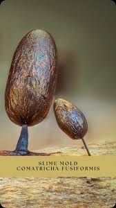 Attēlu rezultāti vaicājumam “Lycogala miserum sessile”