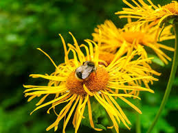 Attēlu rezultāti vaicājumam “Telekia speciosa flower”