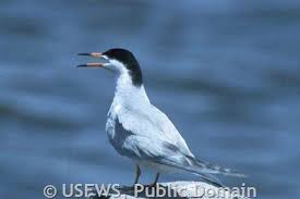 Image result for Sterna forsteri