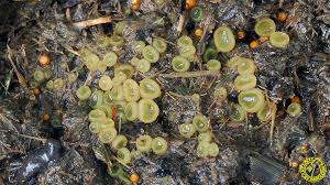 Attēlu rezultāti vaicājumam “Ascobolus furfuraceus”