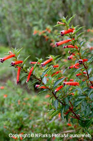 Image result for Cuphea ignea