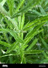 Attēlu rezultāti vaicājumam “Jacobaea paludosa”