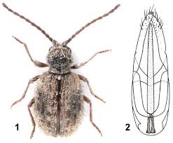 Attēlu rezultāti vaicājumam “Ptinus sp. male”
