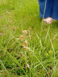 Attēlu rezultāti vaicājumam “Gnaphalium uliginosum leaf”