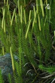 Attēlu rezultāti vaicājumam “Lycopodium annotinum”