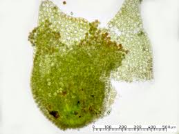 Attēlu rezultāti vaicājumam “Lophozia longidens”