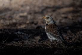 Attēlu rezultāti vaicājumam “Turdus pilaris adult”