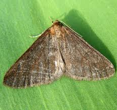 Attēlu rezultāti vaicājumam “Agriopis marginaria”