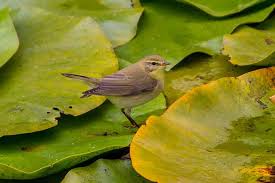 Image result for Phylloscopus ibericus