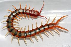 Attēlu rezultāti vaicājumam “Chilopoda”