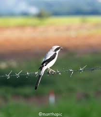 Attēlu rezultāti vaicājumam “Lanius excubitor adult”