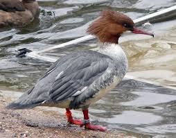 Attēlu rezultāti vaicājumam “Mergus merganser”