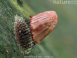 Attēlu rezultāti vaicājumam “Stemonitis fusca”