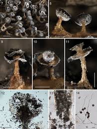 Attēlu rezultāti vaicājumam “Didymium squamulosum stalked”