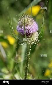 Attēlu rezultāti vaicājumam “Dipsacaceae”