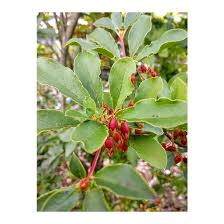 Attēlu rezultāti vaicājumam “Enkianthus campanulatus”
