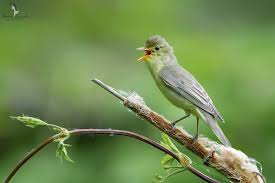 Attēlu rezultāti vaicājumam “Hippolais icterina”