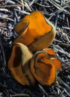 Attēlu rezultāti vaicājumam “Caloscypha fulgens”