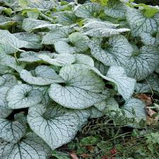 Attēlu rezultāti vaicājumam “Brunnera macrophylla”