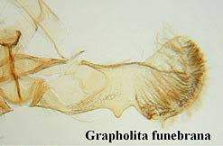 Attēlu rezultāti vaicājumam “Grapholita funebrana larva”