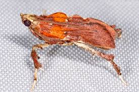 Attēlu rezultāti vaicājumam “Nardia geoscyphus”