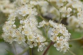 Attēlu rezultāti vaicājumam “Sorbus aucuparia flower”