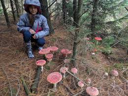 Attēlu rezultāti vaicājumam “Amanita muscaria”