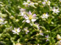 Attēlu rezultāti vaicājumam “Spergularia rubra leaf”