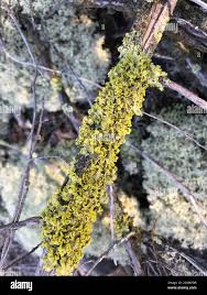 Attēlu rezultāti vaicājumam “Vulpicida pinastri”