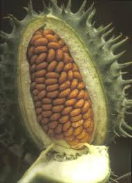 Attēlu rezultāti vaicājumam “Datura stramonium fruit”