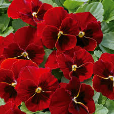 Image result for Hornveilchen