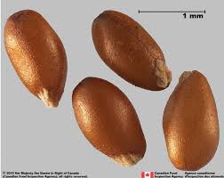 Attēlu rezultāti vaicājumam “Viola arvensis bud”