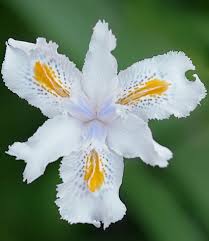 Attēlu rezultāti vaicājumam “Aphis confusa”