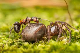 Attēlu rezultāti vaicājumam “Formica rufa”