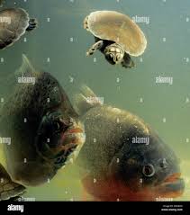 Image result for Prestatyn Piranhas