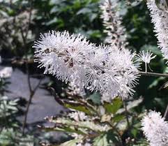 Attēlu rezultāti vaicājumam “Actaea spicata flower”