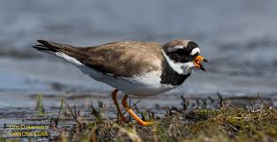 Attēlu rezultāti vaicājumam “Charadrius hiaticula”