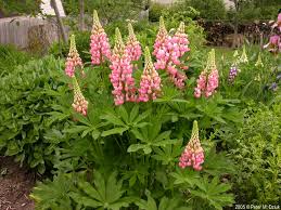 Attēlu rezultāti vaicājumam “Lupinus polyphyllus flower”