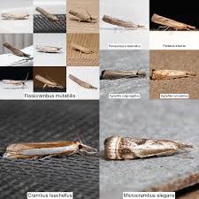 Attēlu rezultāti vaicājumam “Crambidae”