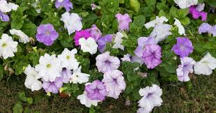 Image result for Petunia hybrida