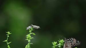 Attēlu rezultāti vaicājumam “Cucullia lucifuga larva”