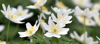 Attēlu rezultāti vaicājumam “Anemone nemorosa flower”