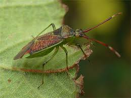 Attēlu rezultāti vaicājumam “Pantilius tunicatus”