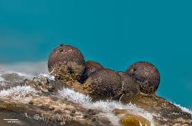 Attēlu rezultāti vaicājumam “Perichaena sp.”