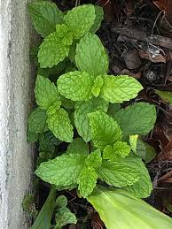 Attēlu rezultāti vaicājumam “Mentha spicata”