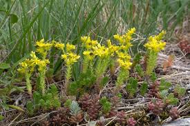 Attēlu rezultāti vaicājumam “Sedum sexangulare”