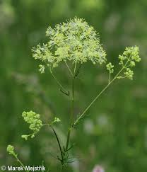 Attēlu rezultāti vaicājumam “Thalictrum lucidum”