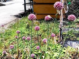 Attēlu rezultāti vaicājumam “Allium sativum”