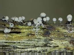 Attēlu rezultāti vaicājumam “Arcyria globosa”